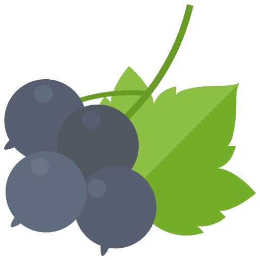 Schwarze Johannisbeere