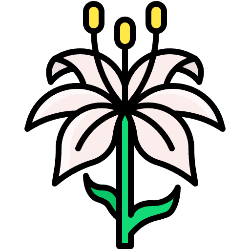 Florentinische Schwertlilie Absolue
