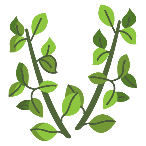 Heiligenkraut