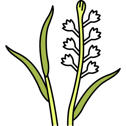 Tuberose