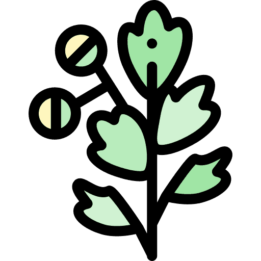 Wermutkraut