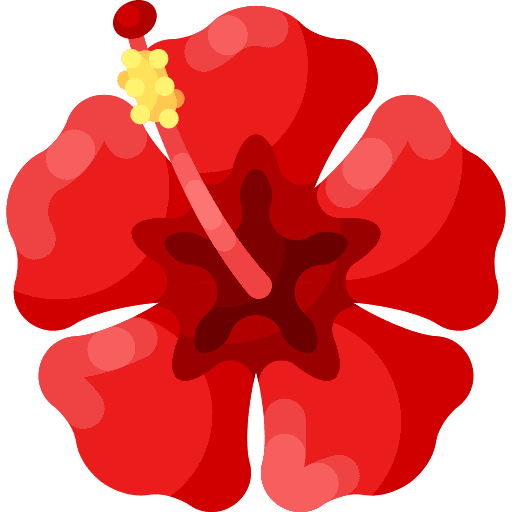 Hibiskus